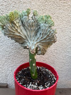 Coral Cactus Plant