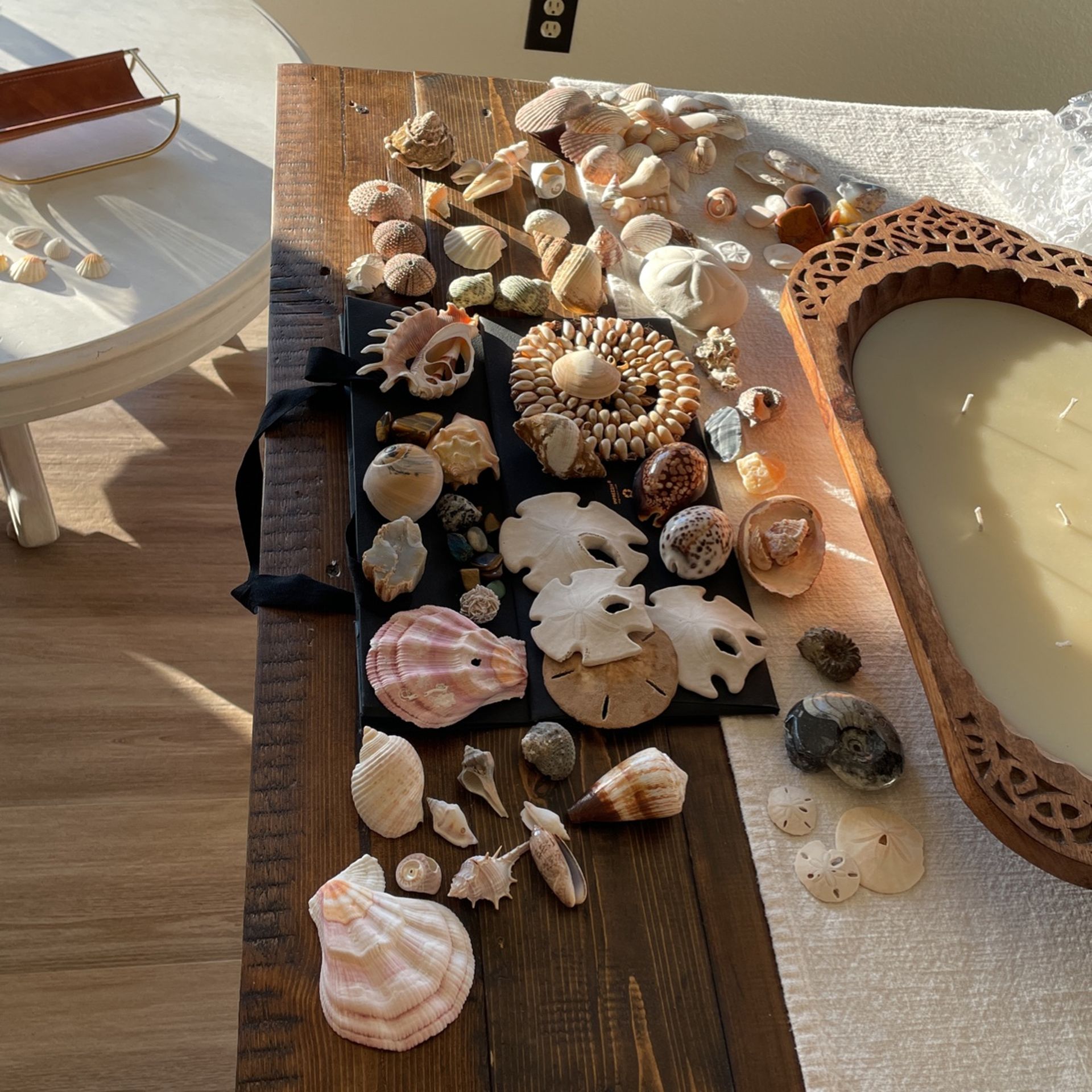 BEAUTIFUL SHELL AND FOSSIL COLLECTION 