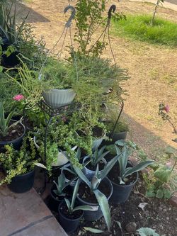 Amor de un rato plants moss rose agaves Hollyhocks Fire Sticks Aloe Vera Yuca