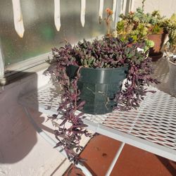 String of Rubies Plant