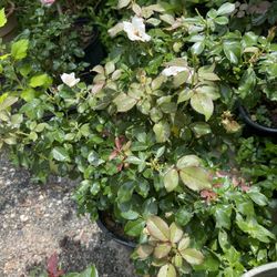 Nokaut Roses White en Bryfin 