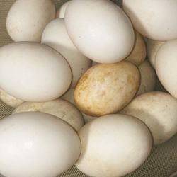 Duck Egg 
