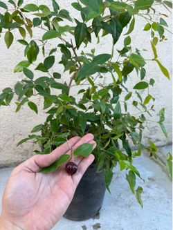 Lolita Surinam Cherry Pitanga Teopical Cherry with fruit!