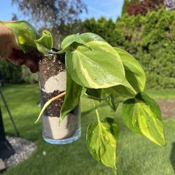 Housplants