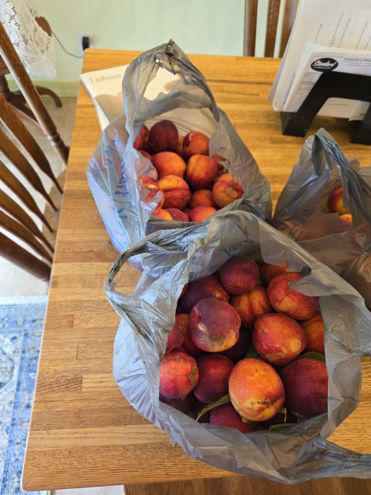FREE, FREE! FRESH PICKED NECTARINES!!