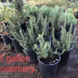 * Rosemary bushes, 1 gallon & 5 gallon Many Other Plants Available * Succulents
