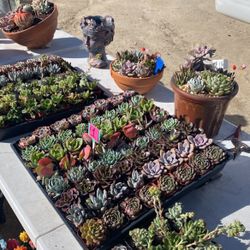 Cactus And Succulent 