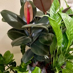 ♥️SUPER HEALTHY♥️20”Tall 5 Trees of  Burgundy Rubber Tree🙏PLS Read Description