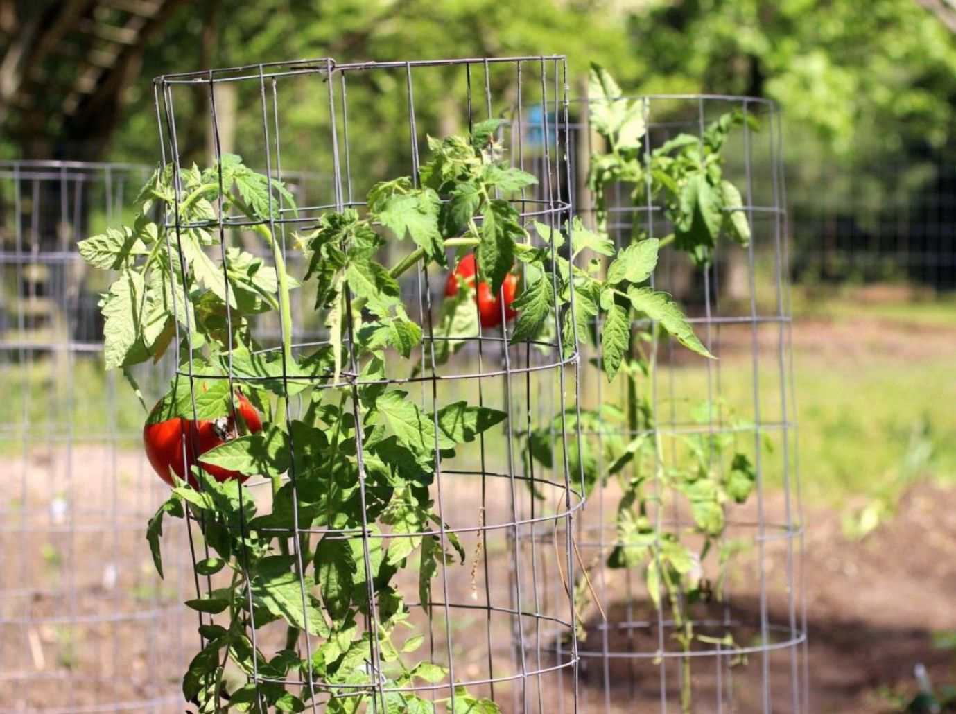 Tomato Trellis Cages - 35ave And Glendale