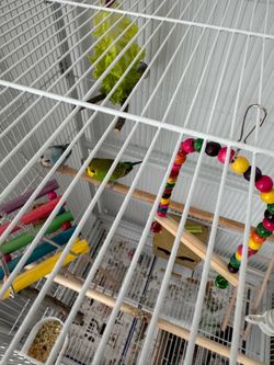 2 Australian parakeets male and female plus cage