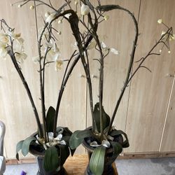 Decoration