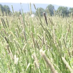 Free Hay Grass