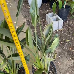 ~3ft (10” pot) Orange bird of paradise, multiple plants in each pot; 95820