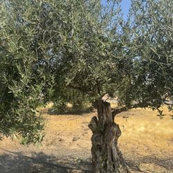 Olive Trees Bonsai