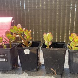Jade Plants 
