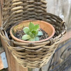 Rustic Wicker Hanging Basket With Succulent 