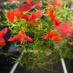 Guppy Grass Plant Decoration