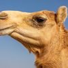 🐫 Camel🐫 