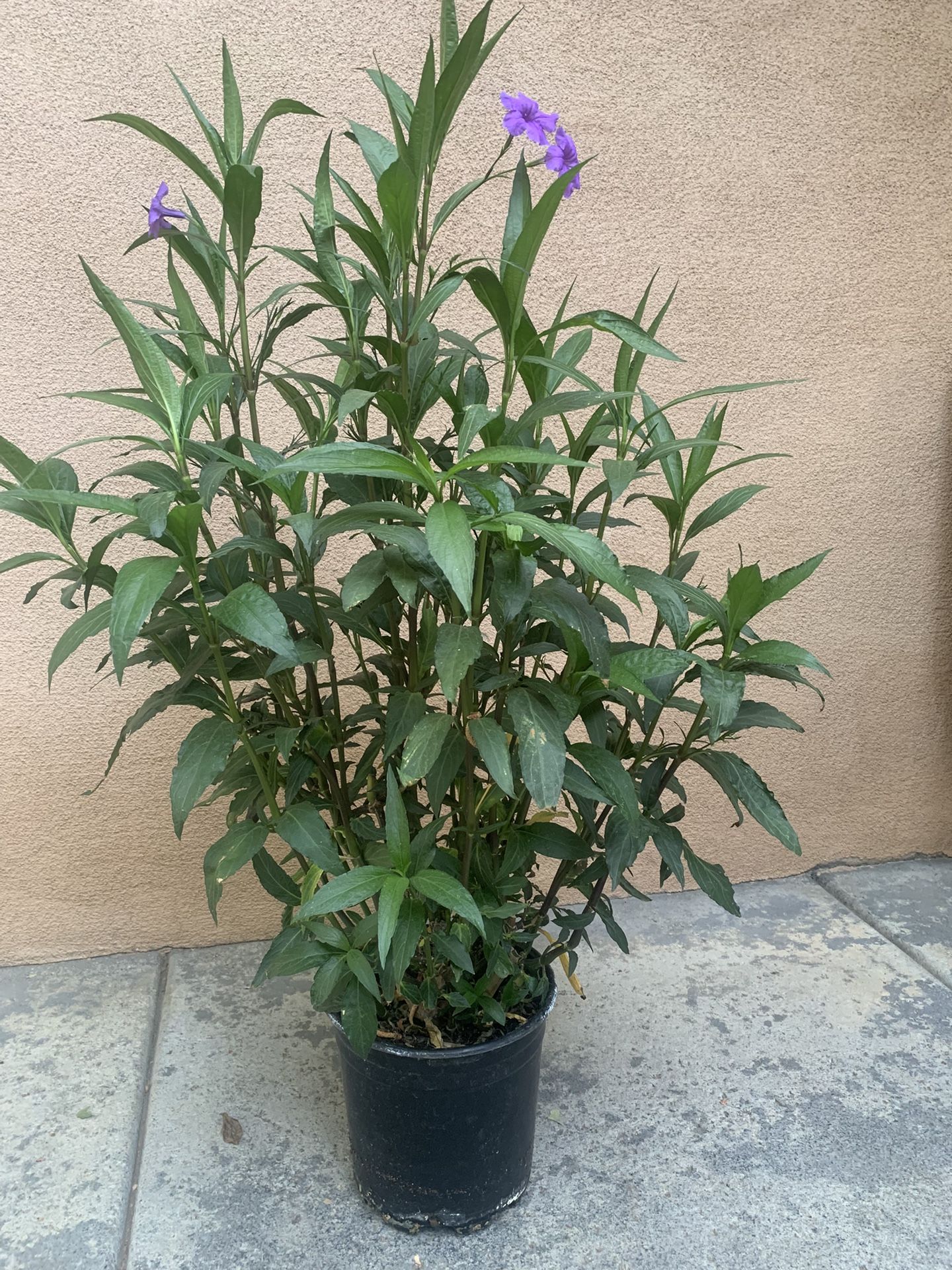 purple mexican petunia 40”