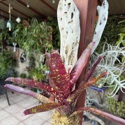 Sun Acclimated Mounted Bright Red Bromeliads