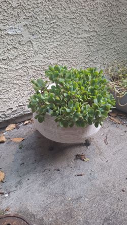 Jade plants