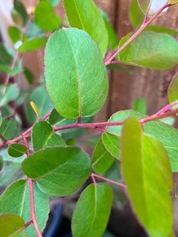 Eucalyptus brookeriana Plants ‘Brooker’s Gum’ (Tasmania,AUS)