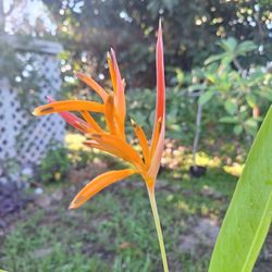 Haleconia Plant (Orange)