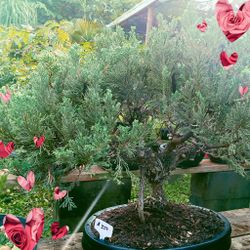 Juniper Bonsai Tree $350💚