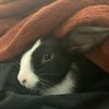 kevin