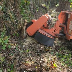 Stump grinder moledora troncos raíces árboles palmas trees palms stumps.