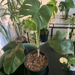 Monstera Mint 