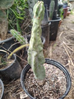 Totem pole cactus plant rooted