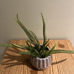 Aloe Plant 