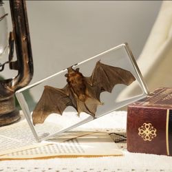 Taxidermy Bat
