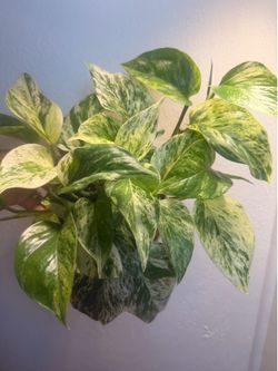marble Queen