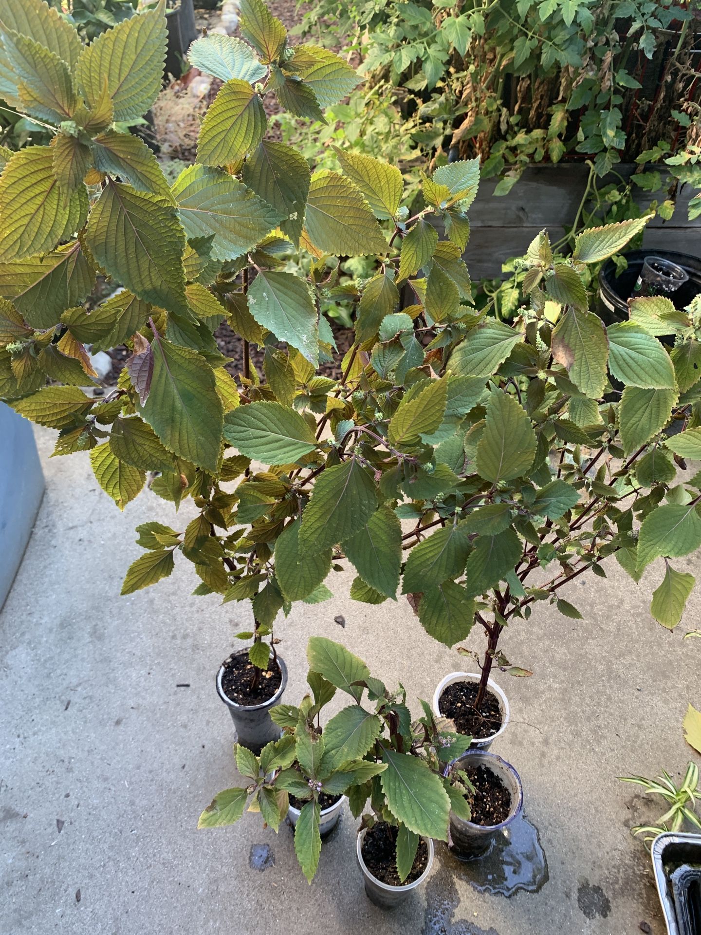 $5 Each Perilla Shiso Asian Japanese Chinese Vietnamese Herb Live Plant Leaves are Purple and Green  Cash only  Pick up in North San Jose, By appointm