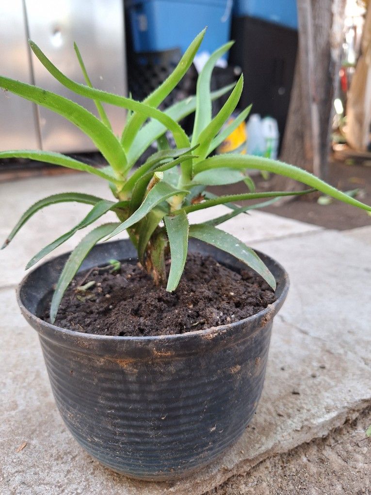 Planta Natural