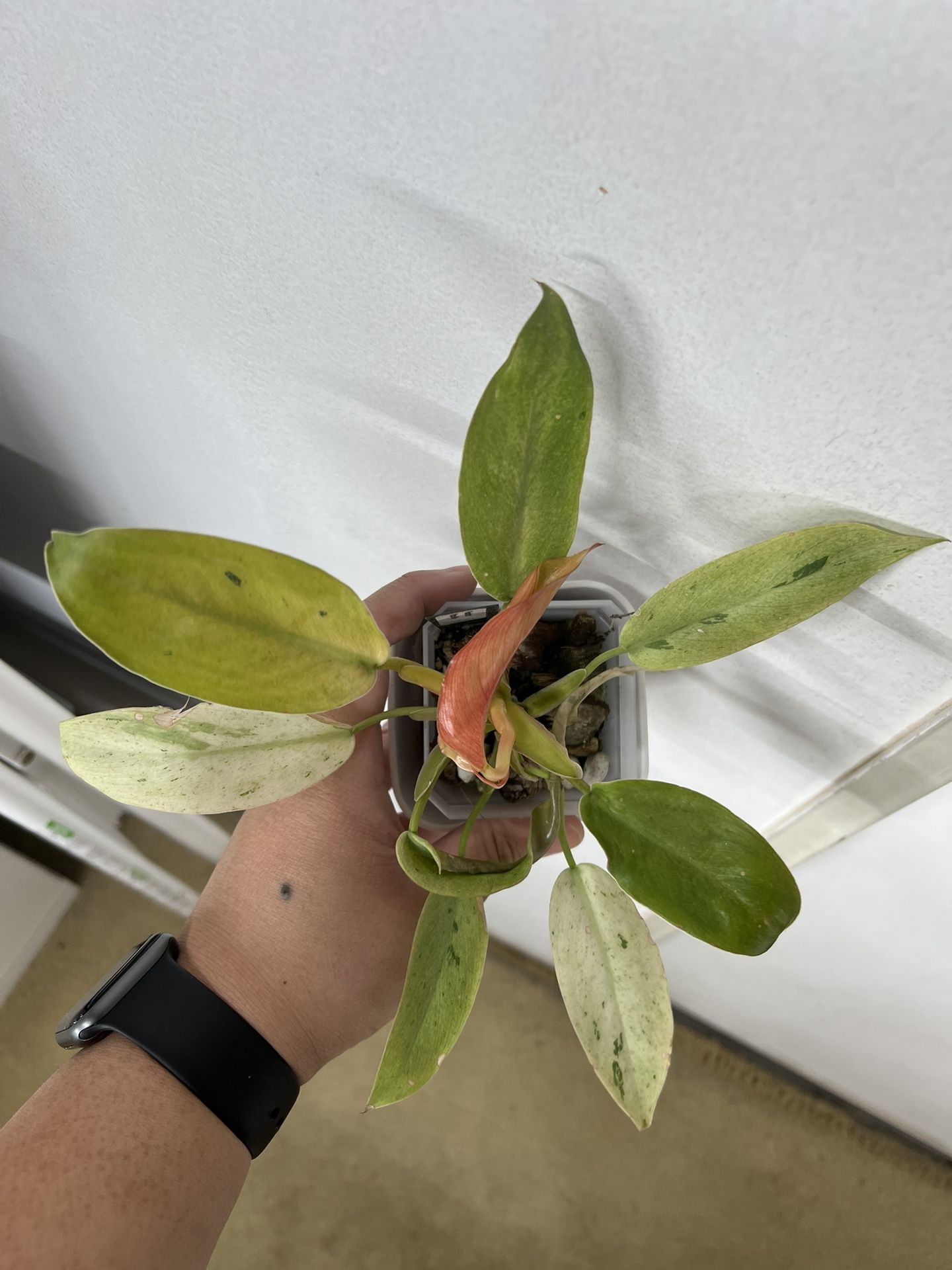 Philodendron Whipple Way