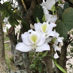 Bauhinia variegata 'Alba' (White orchid tree) Kachnar Edible Leaves