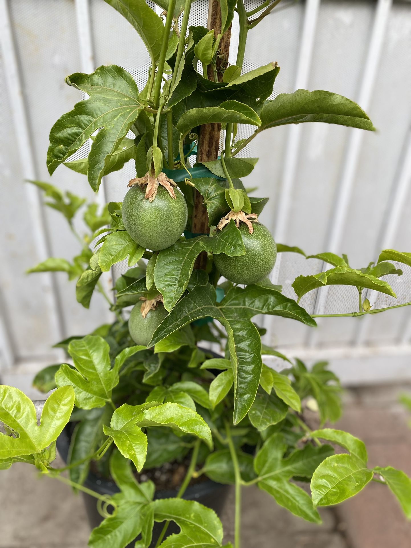 Purple Passion Fruit Ivy Plant, In 5 Gallons Pot 6 Feet Tall