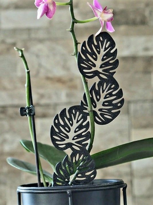 Highly Fenestrated Monstera Leaves Plant Support Trellis