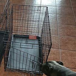 Dog Crate 