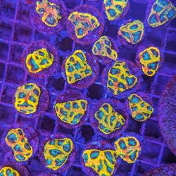 Yellow Submarine Favia Fake Coral Decorations Corals Marine Aquarium Fish Tank