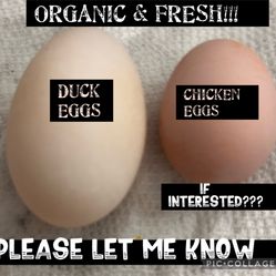  (FIRST COME FIRST SERVE) ORGANIC CHICKEN EGGS & DUCK EGGS (CASH ONLY)