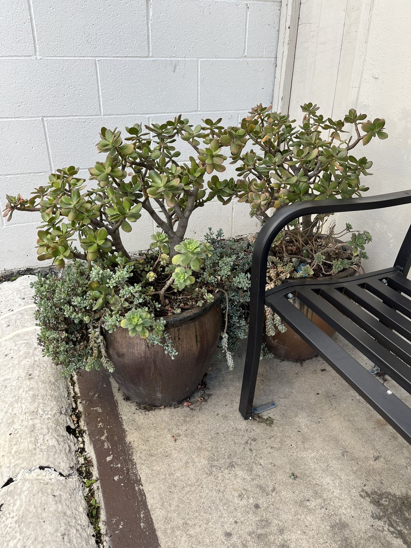 Potted Plants - Succulents 