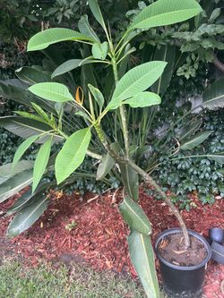 Large White With Yellow Center Plumeria