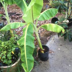 $20 banana tree GROW FRUIT !