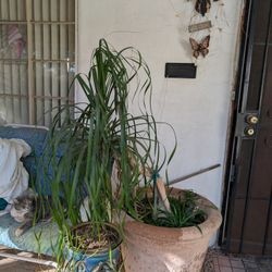Huge Ponytail Tree!!