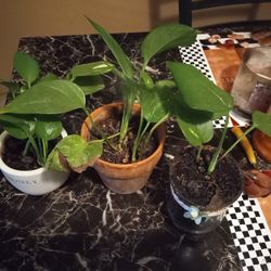 3 Pothos Plants 