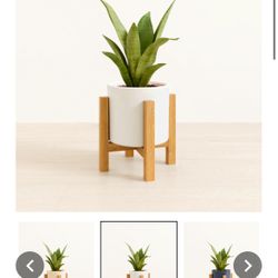 Limited Edition Easyplant Sansevieria Moonshine